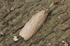 Punktflatvikler (Acleris lipsiana)