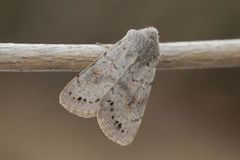 Lead-coloured Drab (Orthosia populeti)