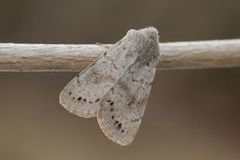 Plettseljefly (Orthosia populeti)