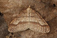 Dotted Border (Agriopis marginaria)