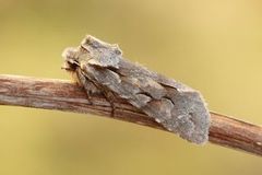 Porskappefly (Lithophane lamda)