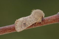 Lite seljefly (Orthosia cruda)