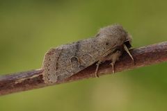 Tverrlinjet seljefly (Orthosia cerasi)