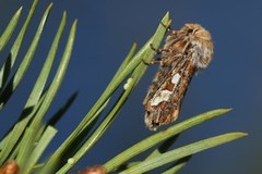 Furufly (Panolis flammea)