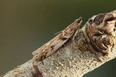 Stikkelsbærpyralide (Zophodia grossulariella)