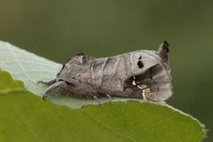 Svartflekkstjertspinner (Clostera anachoreta)