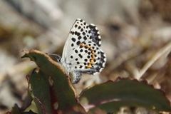 Chequered Blue (Scolitantides orion)