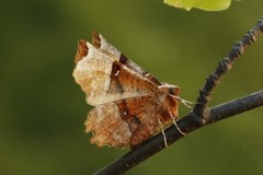 Lunar Thorn (Selenia lunularia)