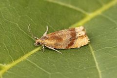 Honeysuckle Bell (Eucosmomorpha albersana)