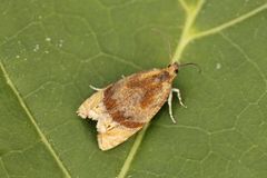 Honeysuckle Bell (Eucosmomorpha albersana)