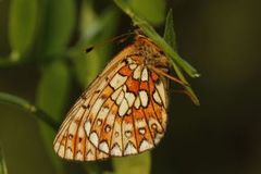 Bog Fritillary (Boloria eunomia)