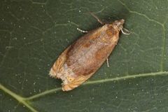 Honeysuckle Bell (Eucosmomorpha albersana)