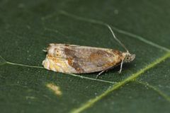 Honeysuckle Bell (Eucosmomorpha albersana)