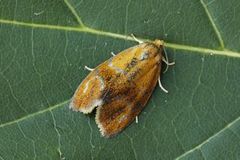 Brindled Tortrix (Ptycholoma lecheana)