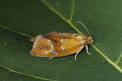 Brindled Tortrix (Ptycholoma lecheana)