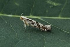 Apple Fruit Moth (Argyresthia conjugella)