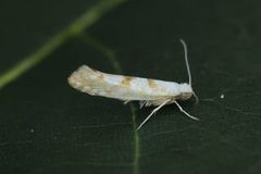 Gold Rowan Argent (Argyresthia sorbiella)