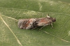 Beautiful Knot-horn (Pempelia formosa)