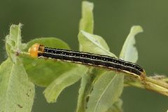 Red Sword-grass (Xylena vetusta)