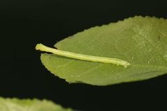 Lys irrmåler (Chloroclysta miata)