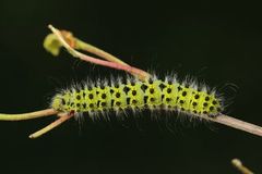 Emperor Moth (Saturnia pavonia)