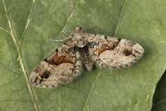 Bånddvergmåler (Eupithecia sinuosaria)