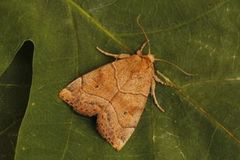 The Dun-bar (Cosmia trapezina)