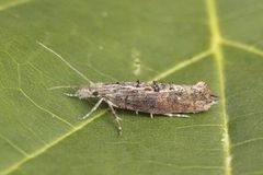 Ypsolopha horridella