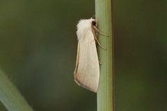 Glansrørfly (Arenostola phragmitidis)