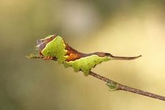 Alder Kitten (Furcula bicuspis)