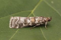 Furubarksmalmott (Dioryctria sylvestrella)