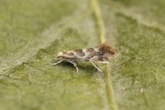 Phyllonorycter connexella