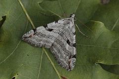 Treble-bar (Aplocera plagiata)