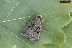 Square-spotted Clay (Xestia stigmatica)