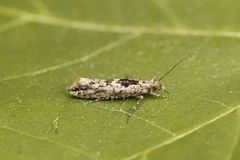 Ypsolopha vittella