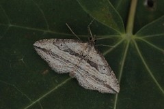 Oblique Carpet (Orthonama vittata)