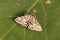 Common Purple & Gold (Pyrausta purpuralis)