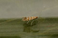 Cameraria ohridella