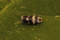 Ectoedemia sericopeza