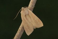 Takrørfly (Rhizedra lutosa)