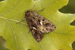 Orache Moth (Trachea atriplicis)