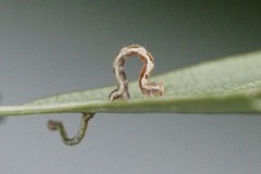 Bøkeløvmåler (Cyclophora linearia)