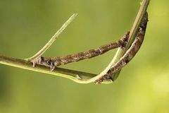 Feathered Thorn (Colotois pennaria)