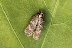 White-spot Flat-body (Depressaria albipunctella)
