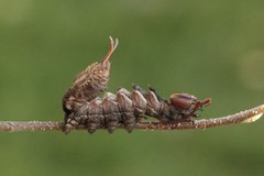 Ekorntannspinner (Stauropus fagi)