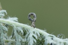 Blek engmåler (Idaea pallidata)