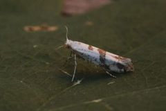 Brindled Argent (Argyresthia curvella)