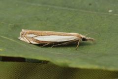 Grass-veneer (Crambus pascuella)