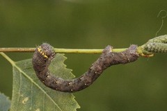 Olivenlurvemåler (Lycia hirtaria)