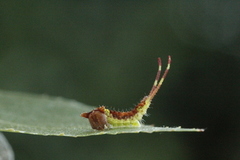 Alder Kitten (Furcula bicuspis)